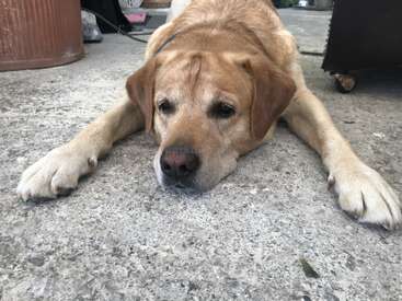 Profile photo of Cuervo