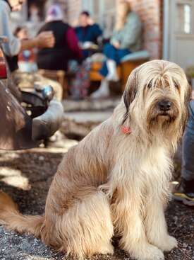 Profile photo of Boris