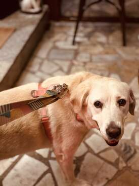 Profile photo of Soda