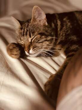 Profile photo of Çörek