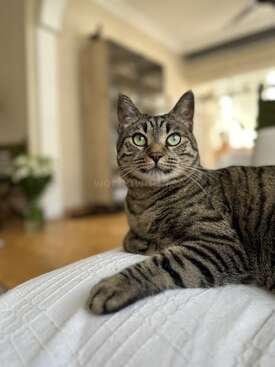 Profile photo of nando