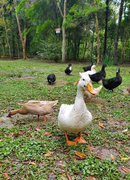 Profile photo of Buffy, Lucky, Molly, Luna, Cleopatra, Tiny, Harley, Abby and another 12 ducks and chickens I haven't named