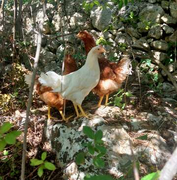 Profile photo of 5 gallinelle simpatiche e gentili
