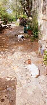 Profile photo of Suma e Frodo