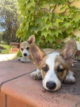 Profile photo of Maggie and Lili 