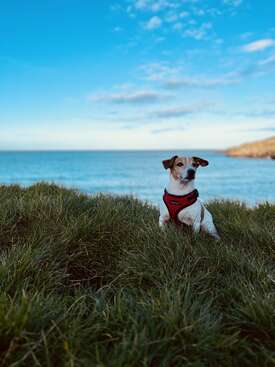 Profile photo of Spike