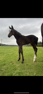 Profile photo of Patsy