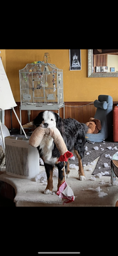 Profile photo of Pono