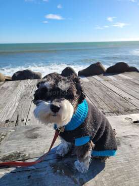 Profile photo of Lulu