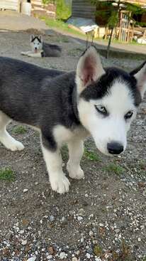 Profile photo of Cute Siberian Husky