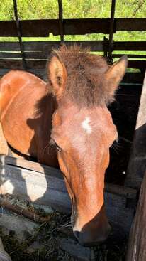 Profile photo of Pioner