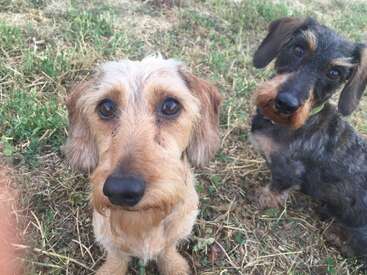 Profile photo of Gaspard and Juno