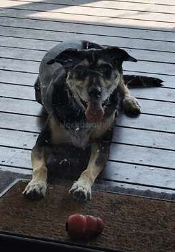 Profile photo of Koda