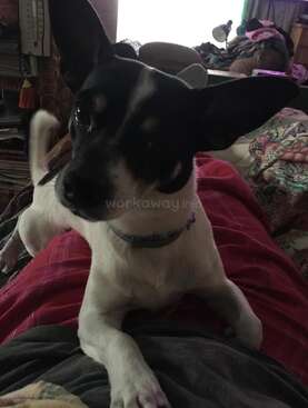 Profile photo of Skippa 