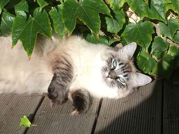 Profile photo of Nizzi 