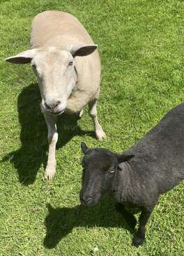 Profile photo of Heidi & Chipie