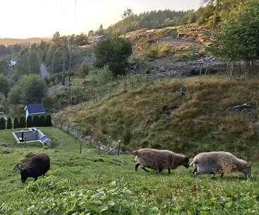 Profile photo of Sheep