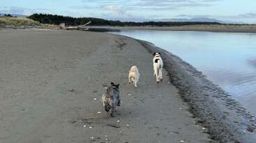 Profile photo of Abbee, Willow and Frankie