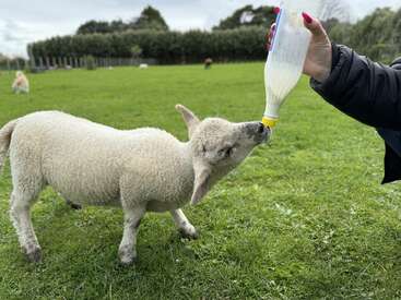 Profile photo of Lambie and Olive