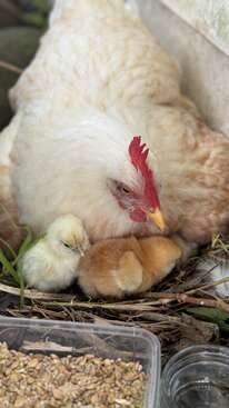 Profile photo of Chickens everywhere 