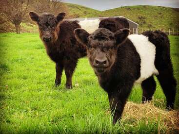 Profile photo of Bea, Betsy, Chloe and calves