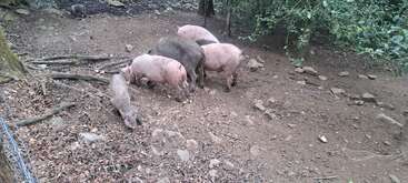 Profile photo of Pigs