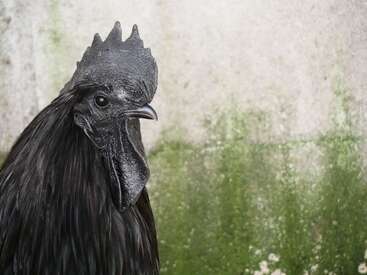 Profile photo of Chickens