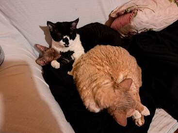 Profile photo of Qbert, Henk, Spock