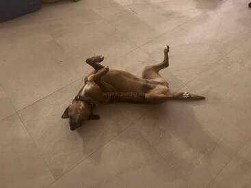 Profile photo of Bella