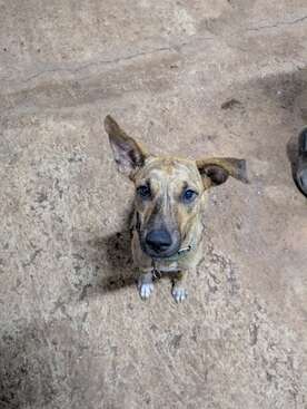 Profile photo of Shenzi