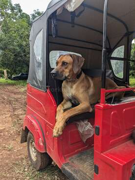 Profile photo of Kion