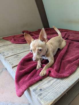 Profile photo of Pumba