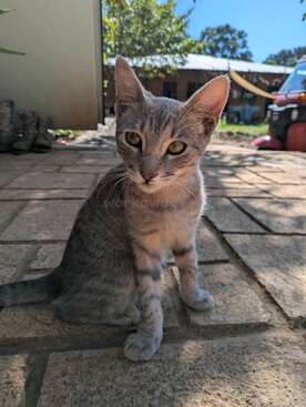 Profile photo of Kovu