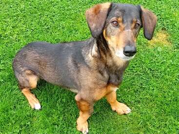 Profile photo of Poppet