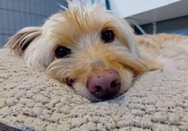Profile photo of Dazzle