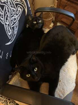 Profile photo of Puma & Panther
