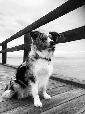 Profile photo of Tintin