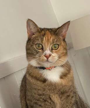 Profile photo of Luna