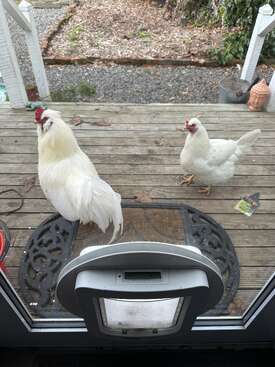 Profile photo of Cocky & Baby Belle