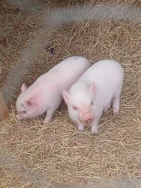 Profile photo of Monty y Hasper
