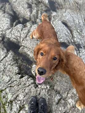 Profile photo of Maisie