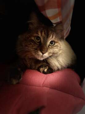 Profile photo of Koneko
