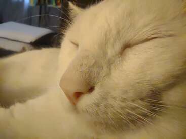 Profile photo of Pincky