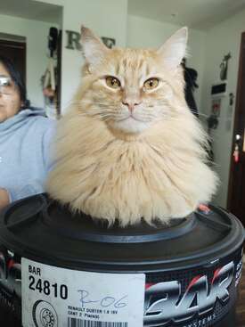 Profile photo of Negan