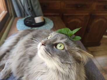 Profile photo of Lilo