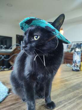 Profile photo of Mebo