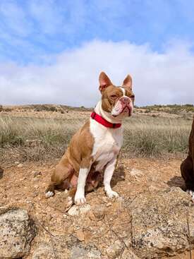 Profile photo of Kešu