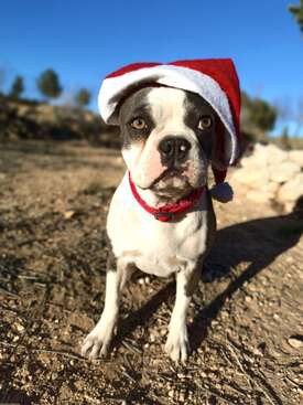 Profile photo of Chia