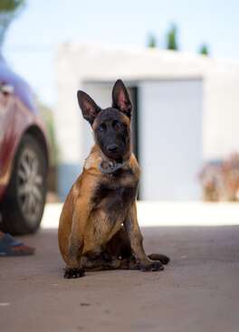 Profile photo of Para