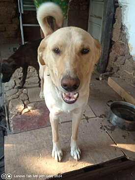 Profile photo of Hopi